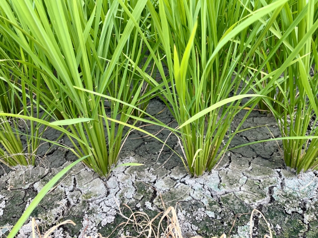 渇水による水稲被害